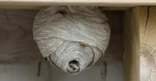 wasp nest attached to a house