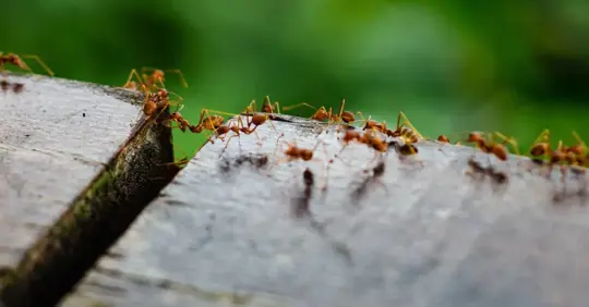 Ants crawling along the edge of a wooden surface