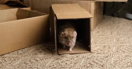Rat coming out of a brown box