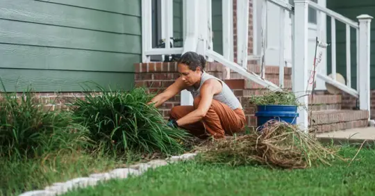 Woman Pulling Weeds in Front Yard Garden Bed