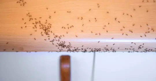 Ants crawling in the kitchen counter