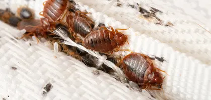 Bed Bugs