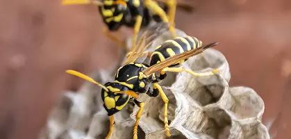 Bee & Wasps Control