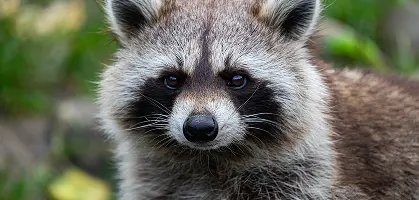 Raccoon Removal