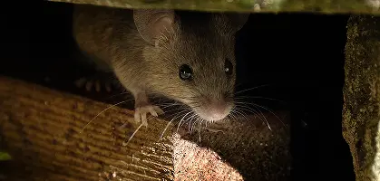 Rodent Control
